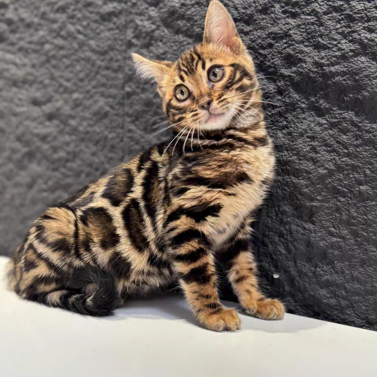 猫舍直销批发价格出售孟加拉豹猫